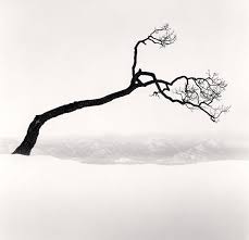 Beautiful Black And White Tree Pictures Beautiful Black And White Photos Of A Sideways Japanese Tree By Michael Kenna My Modern Met Black And White Landscape White Photography Landscape Photography