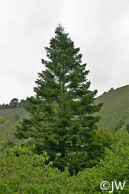 Image result for Rungia grandis