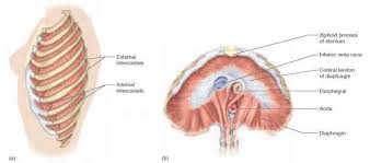 These curved, thin bones protect internal these small, round bones are embedded in tendons and protect them from the great pressure and force they encounter. Muscles Of Respiration Physiology Americorps Health