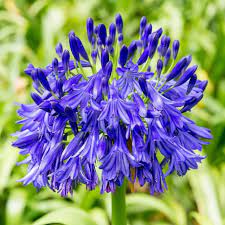 Agapanthus Evening Eclipse Blue Lily Of The Nile African Lily Bulbs The Super Deep Dark Blue Blooms Of Agapanthus Even African Lily Agapanthus Cool Plants