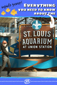 Everything You Want To Know About The St Louis Aquarium At Union Station St Louis Union Station Louis