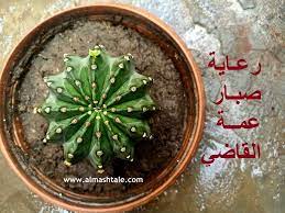 صبار عمة القاضي ذات الأشواك البيضاء أو الإيكينوبسس echinopsis واحد من أشهر نباتات الصبار في مصر والعالم العربي نبات معطاء يجود بال green beans vegetables food