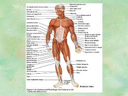 We name muscles by considering the qualities listed below. Muscular System The Muscular System Muscles Are Responsible