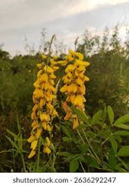 Image result for Crotalaria chrysochlora