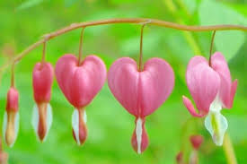 Learn how to grow and transplant the bleeding heart perennial. How To Grow Bleeding Heart Flowers Urban Garden Gal