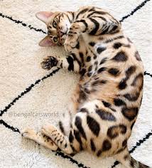 If you are considering adopting. Bengal Cat Bengal Cat Cat Photography Leopard Fashion