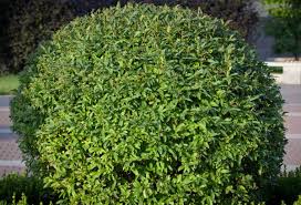 Moreover, they are as effective at screening as evergreens, cheaper to buy and they offer a variety of interest through the seasons. 14 Evergreen Shrubs For Year Round Hedges And Privacy Screens