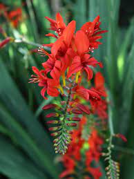 Red light or blue light for plants? Crocosmia Planting Tips When And How To Plant Crocosmia Bulbs