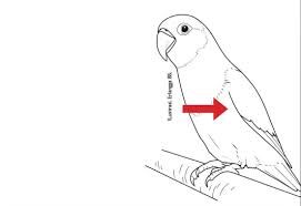 Gambar beberapa jenis burung finch yang populer dipelihara sebagai burung peliharaan ataupun dikembang biakan. Agromedia Sayap Lovebird Agromedia