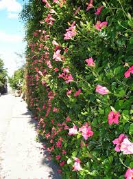 Hibiscus Hedge Hamilton Bermuda Hibiscus Garden Hibiscus Plant Hedges