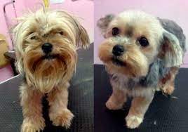 Relic Shih Tzu Before After Caesar Jac O Kennel Shop