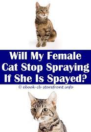 18 Bewitching Cat Spraying Dog Urine Bebe