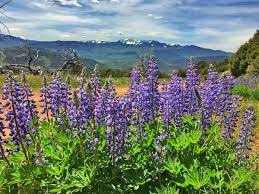 Check spelling or type a new query. Colorado Wildflowers Explore Vail Jeep Tours Timberline Tours Vail Co