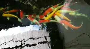 Ini adalah kombinasi dari komponen filtrasi mekanis, biologis, dan lainnya. Yong Koi Farm