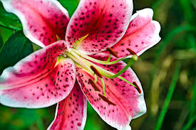 What do stargazer lilies symbolize? Flower Of The Month December Stargazer Flower Patch