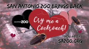 Unfortunately san antonio valentine's day restaurant reservations has come and gone, but don't let that stop you from dining at one of these great opentable restaurants. Cry Me A Cockroach San Antonio Zoo