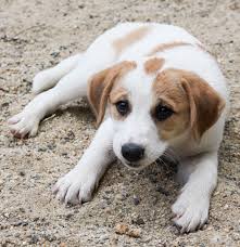 Maybe you would like to learn more about one of these? Windham County Humane Society