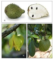 Image result for Annona muricata