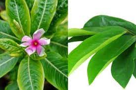 Manfaat daun pepaya untuk asam urat yang harus diketahui. Tak Perlu Takut Lagi Hilangkan Benjolan Di Payudara Anda Hanya Dengan Bahan Bahan Obat Alami Ini Semua Halaman Grid Fame