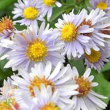 Aster park floral specializes in all aspects of flowers, plants, garden accents, home accessory items and gifts. White Montecasino Asters Wholesale Flowers Diy Wedding Flowers