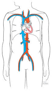 Figures 1 and 2 show the major arteries and veins of the body. Your Heart Blood Vessels