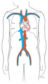 Circulatory system parts and organs blood vessels transport blood throughout the body arteries blood vessels that carry blood away from the 7 aorta the largest artery in the body. Your Heart Blood Vessels