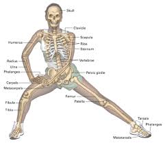 Bones are parts of the skeleton of vertebrates. Chapter 27 Concept 27 4