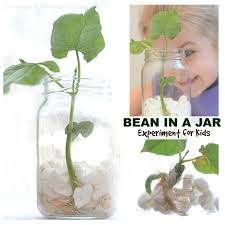 Fast growing flowers for preschool. Bean Experiment For Kids