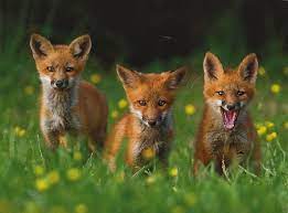pin by kathy hall on foxes fox pups pet fox young animal