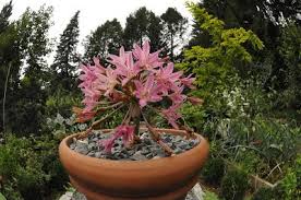 Image result for Brunsvigia