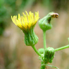 Image result for Sonchus schweinfurthii
