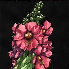 The Language Of Flowers Hollyhock Alcea Rosa Fecundity Female