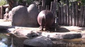 Dancing Hippo Hip Hop Funky Tanzendes Nilpferd Im Zoo Karlsruhe Nilpferd Karlsruhe Und Hip Hop