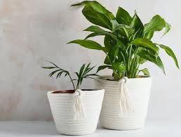 Wood planters can be divided into their hardwood and softwood variants. Best Indoor Plant Pots Hangers For Your Houseplants Wearth