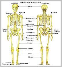 Osteology is the study of the human skeleton, which includes all bones of the body. Bones Anatomy System Human Body Anatomy Diagram And Chart Images