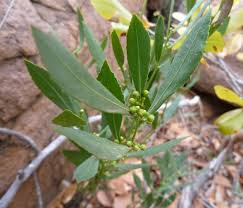 Image result for Salacia orientalis