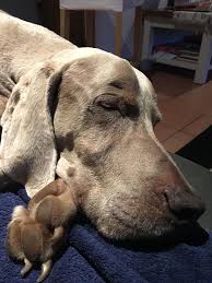 Our Old Man Herman Animali E Animali Da Compagnia Animali