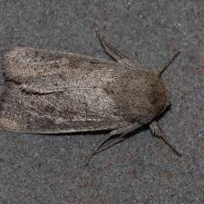 Image result for Leucas milanjiana