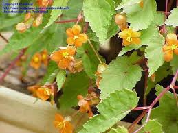 Image result for Begonia sutherlandii