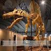 Image result for dinosaur fossil template dinosaur template. 1