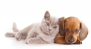 Resultado de imagen para gato perritos tiernos