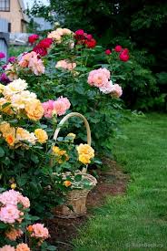 Aish Khan Rose Garden Design Beautiful Gardens Flower Garden