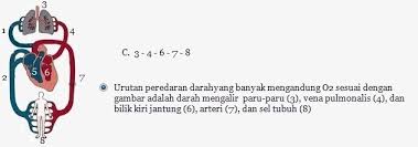 Aliran Darah Manusia Yg Banyak Mengandung Oksigen Ditunjukkan Dengan Urutan Brainly Co Id