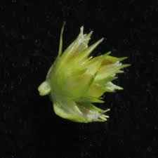 Image result for Courtoisina assimilis