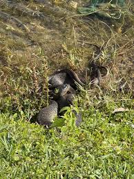 Miami, FL] Water moccasin? : rwhatsthissnake
