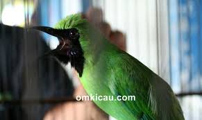 Semoga video solusi cucak ijo sulit ngentrok atau jamtrok ini, bermanfaat bagi kicau mania di manapun anda berada. Tips Melatih Dan Menyiapkan Mental Burung Cucak Hijau Agar Makin Mapan Om Kicau