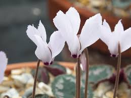 Cilicĭum — ( lat.), bei den römern ein aus dem haar der kilikischen ziegen verfertigter stoff , der zu reisemänteln , decken etc. Cyclamen Cilicium F Album