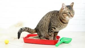 Er soll keine medikamente bekommen, sondern bekommt eine nassfutterkürzung (trofu gibt's eh nicht). Durchfall Bei Der Katze Tiergesund De