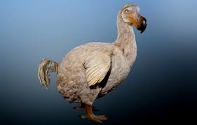Dodo Kusu Hayvanlar Kusu