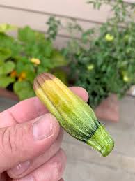 Courgette) are a type of squash. Is This Blossom End Rot Calcium Deficiency Strain Is Mexican Zucchini Gardening